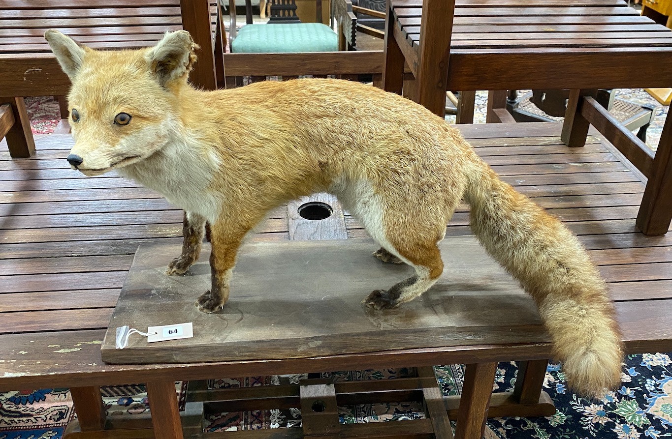 A taxidermy fox, length 80cm